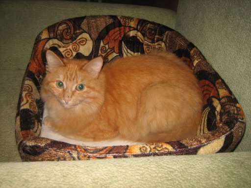 Котовторник 11.09.2012