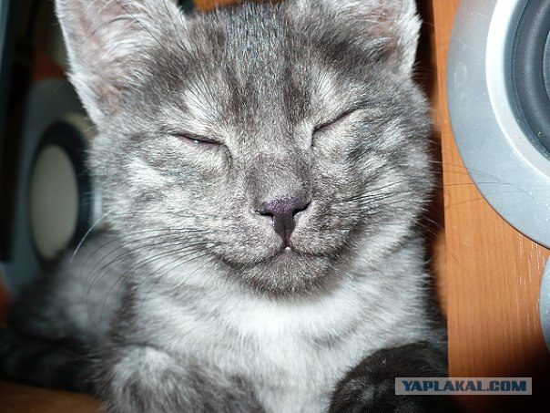 Котовторник  16.10.12