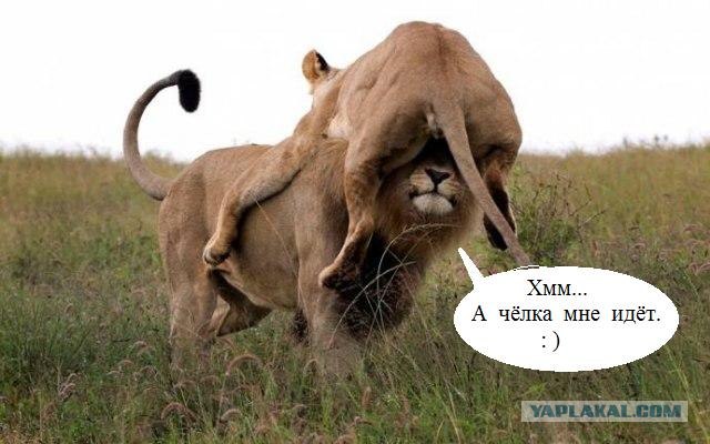 Спокойствие, только спокойствие!