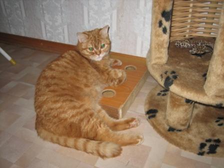 Котовторник