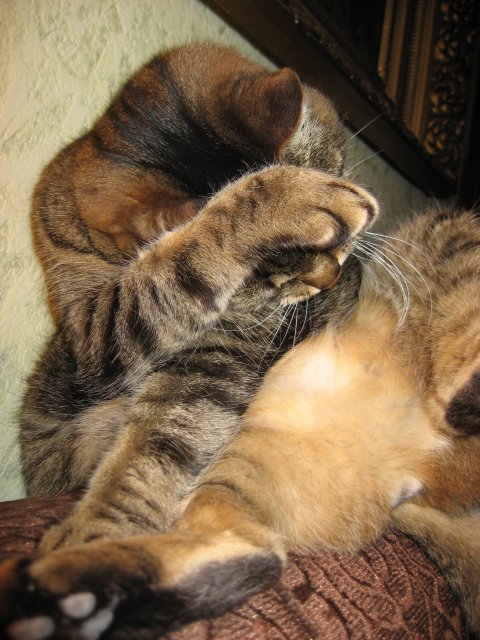 Фотожаба: Символы Олимпиады 2008