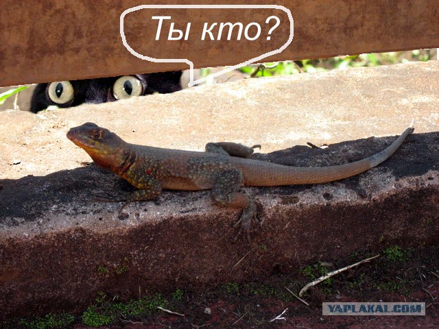 Киса хочет жабы