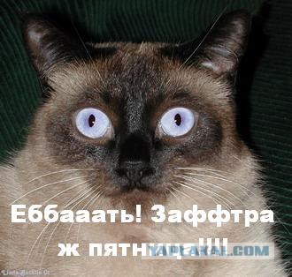Самый грустный кот