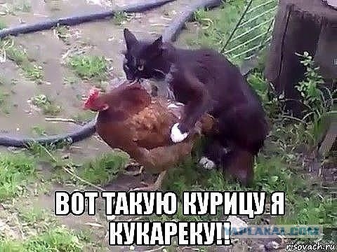 Курапёс, курапёс, единственный в мире малыш курапёс