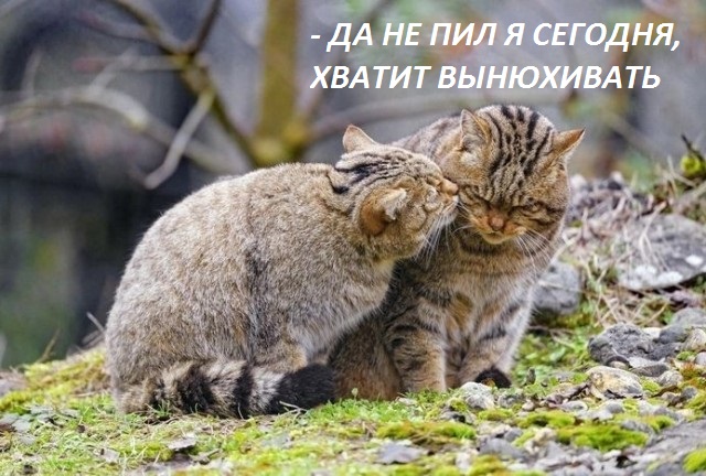 Муж да жена - два лесных котана