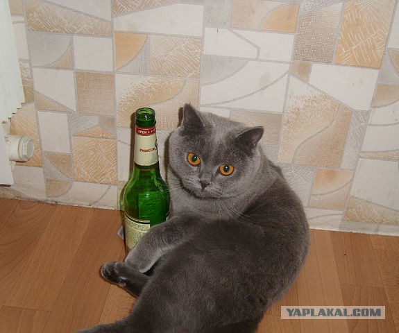 Котовторник 23.04.2013