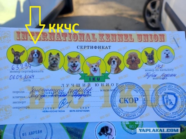 Собакочетверг 11.04.2024