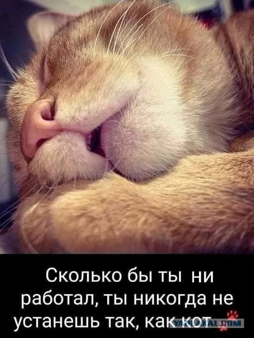 Объявлены финалисты конкурса самых забавных фотографий животных Comedy Wildlife Photography Awards 2024