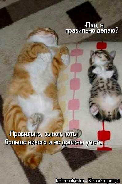 Котэ, совэ и все-все-все