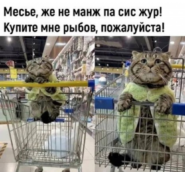 К котовторнику: подборка картинок-баянов с котиками и про котиков. Выпуск 22