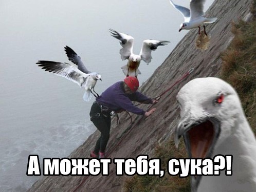 Привет, я чайка
