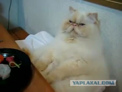 Позитивный утёнок