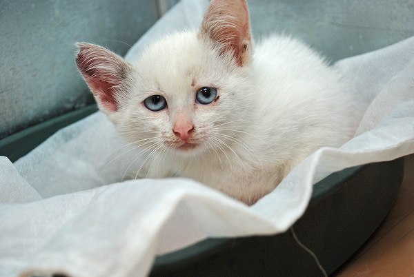 Котовторник 17.09.2013