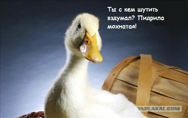 Только "черному" котэ и не везет