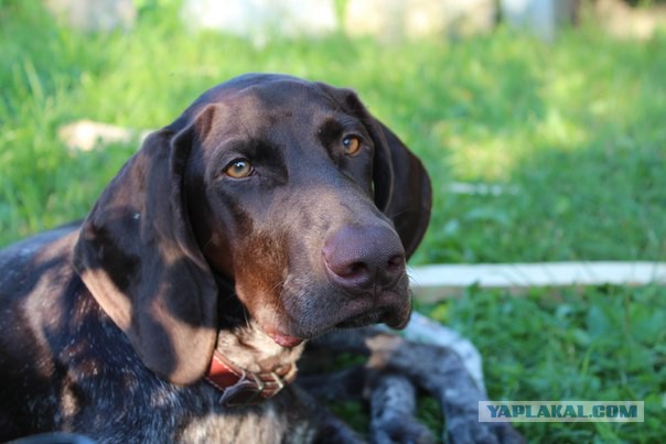 Собакочетверг на 02.01.2014