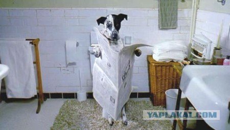 Как я кота к унитазу приучал