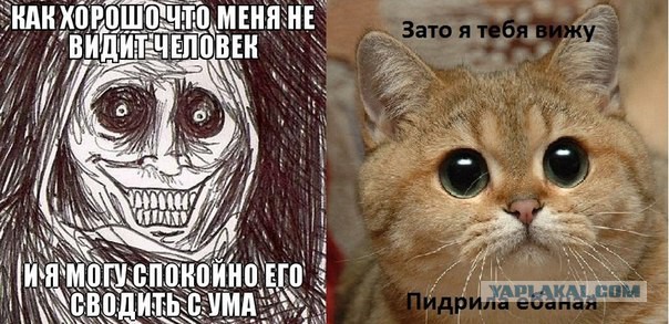 Польза от котов