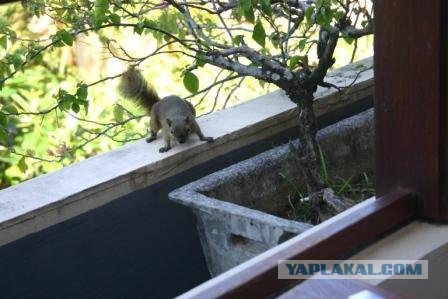 Просто белочка