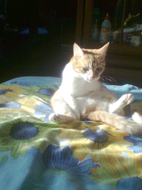 Котовторник 17.06.2014