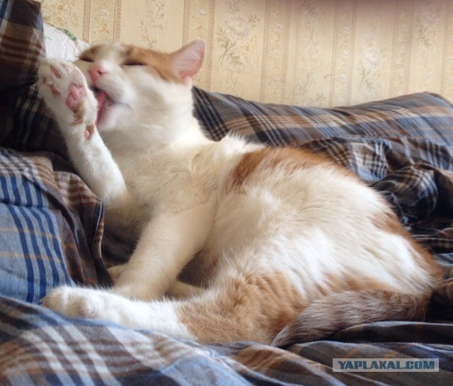 Котовторник 22.07.14