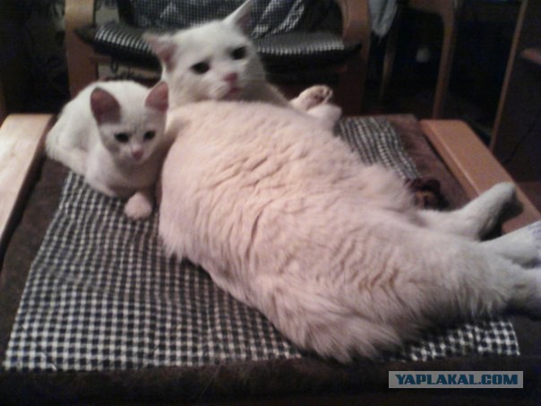 Котовторник 05.08.2014