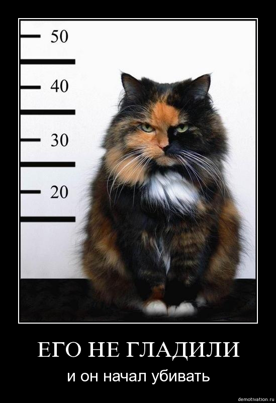 Котэ нуждается в ласке!