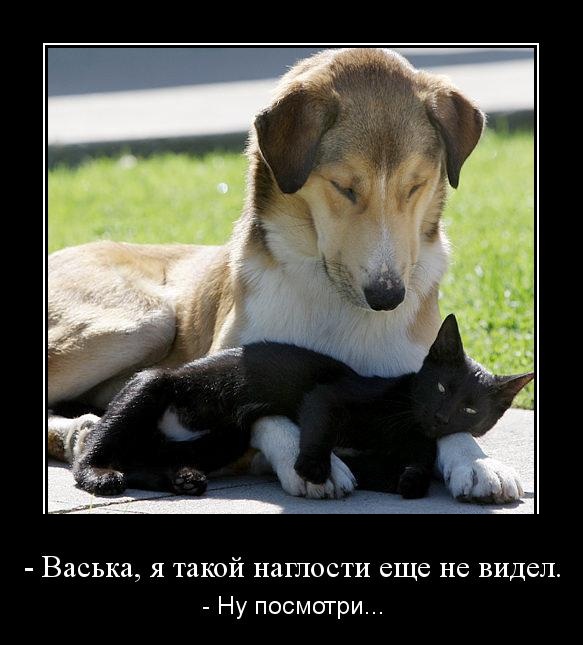 Картинки из этих ваших интернетов