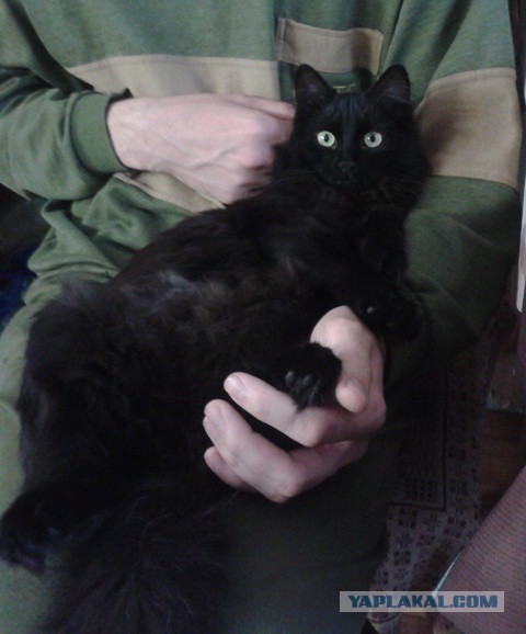 Котовторник