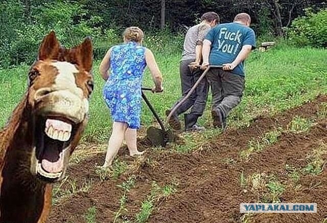 Дети подорвались на установленной дачником мине