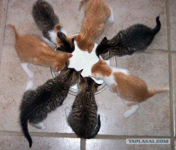 Кот Вася