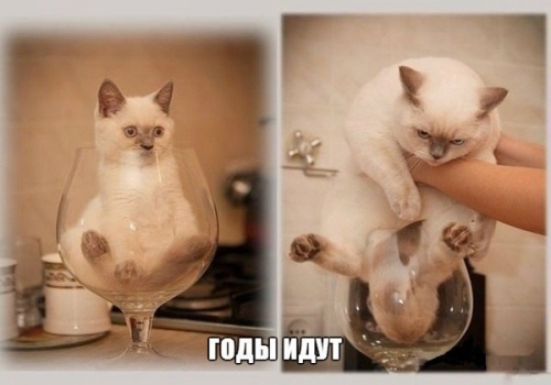 Котовторник