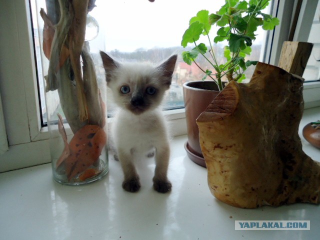 Котовторник
