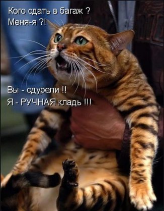 Демы к котовторнику!