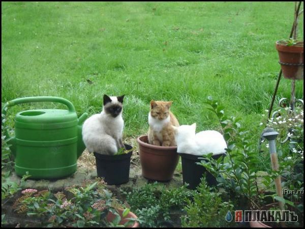 Которозыск, срочно!