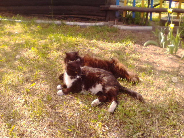 Котовторник 26.07 2016