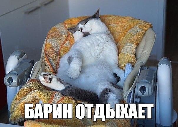 Прикольные животные