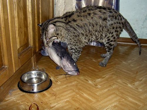 Коты и Кошки