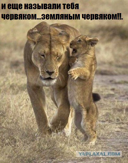 Всякое разное