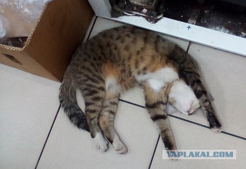 Котовторник 07.11.2017