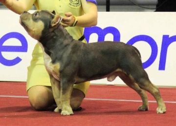 8 исчезнувших пород собак, которых не осталось даже на фотографиях