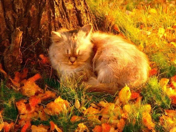 Прикольных котов пост