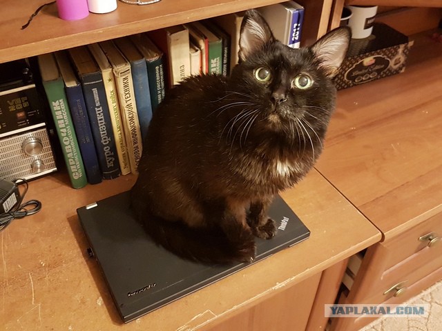 Котовторник  01.05.2018