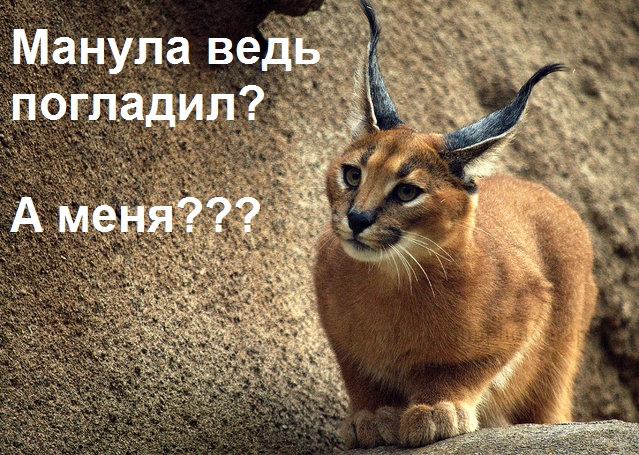 Рысь?
