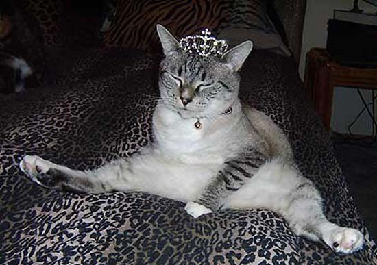 Котовторник на ЯПлакалъ (10.06.08), прикольные коты, добавляем свои!