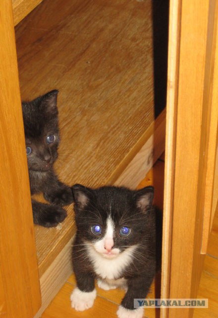 Ура, котовторник! (01.07.2008)
