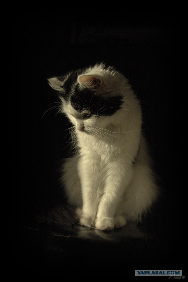 Котовторник на ЯПлакалъ