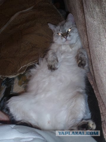 Котовторник 14.09.2010 Голые кошки на Yaplakal