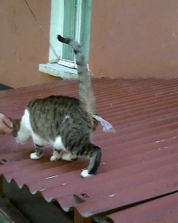 It's Catursday Fever! (Котовторник)