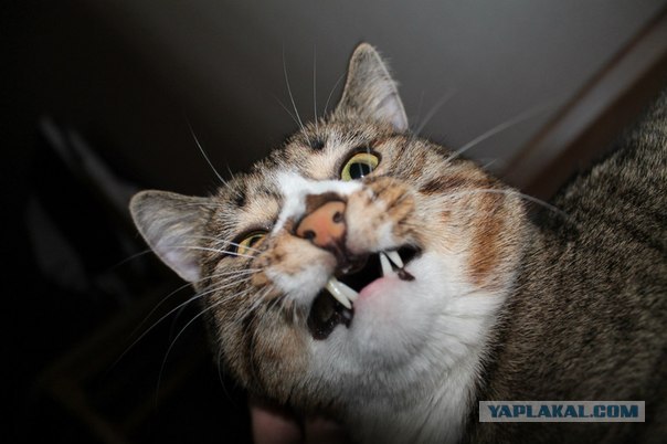 Котовторник! 13.03.2012