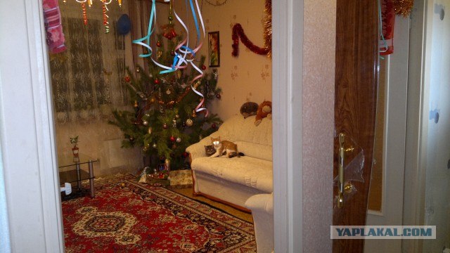Котовторник 20.03.2012